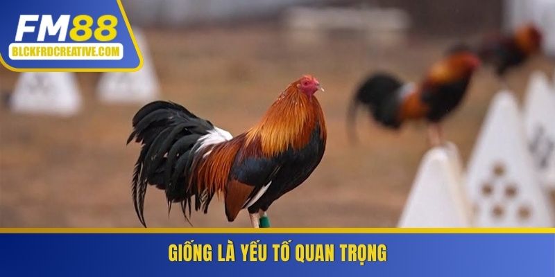 Giống gà là yếu tố quan trọng hàng đầu