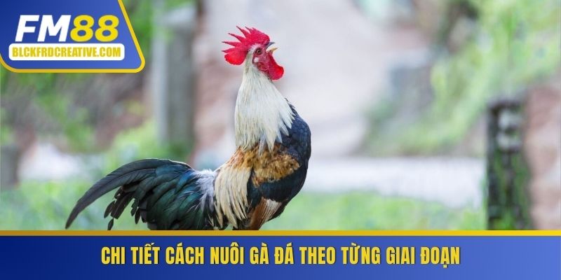 Hướng dẫn chi tiết cách nuôi gà đá theo từng giai đoạn