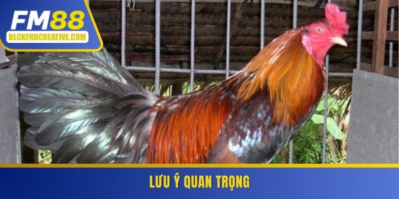 Lưu ý quan trọng khi nuôi gà đá