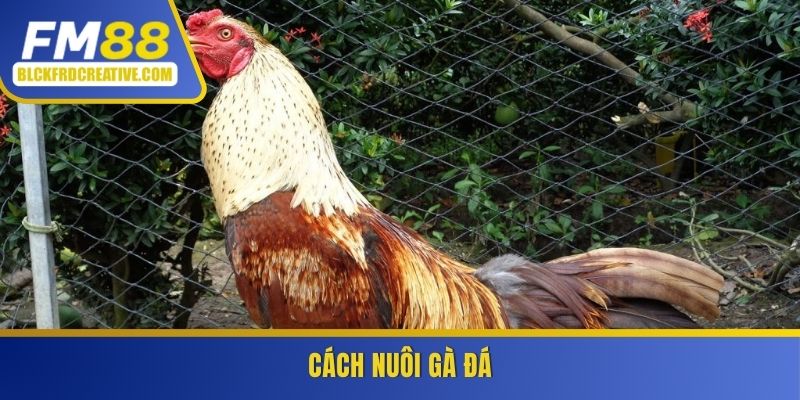 Cách nuôi gà đá
