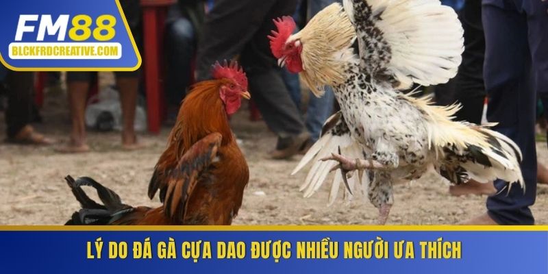 Lý do đá gà cựa dao được nhiều người ưa thích