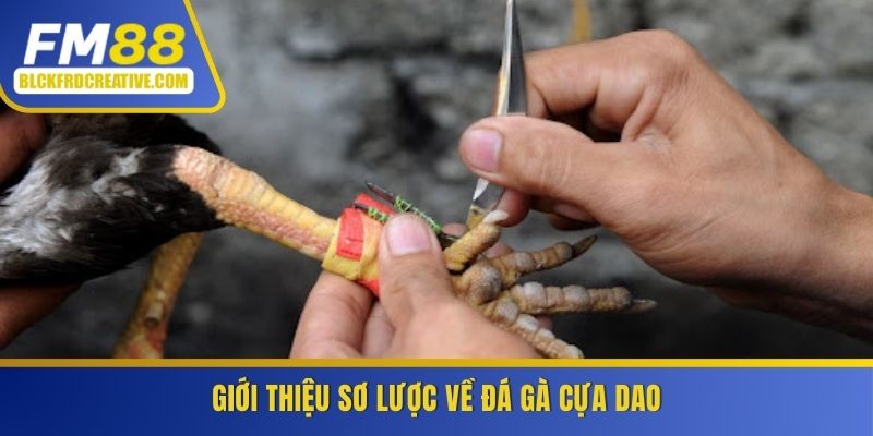 Giới thiệu sơ lược về đá gà cựa dao