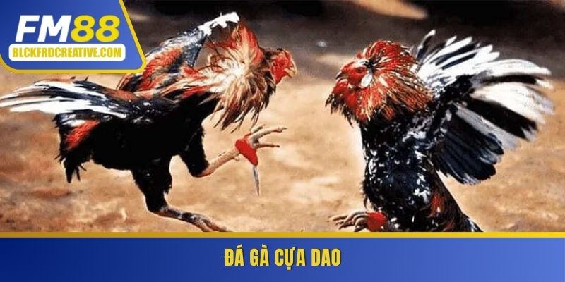 Đá gà cựa dao