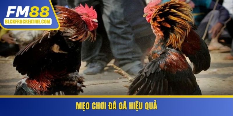 Mẹo chơi đá gà hiệu quả