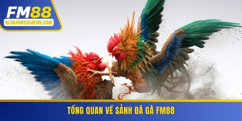 Tổng quan về sảnh đá gà FM88