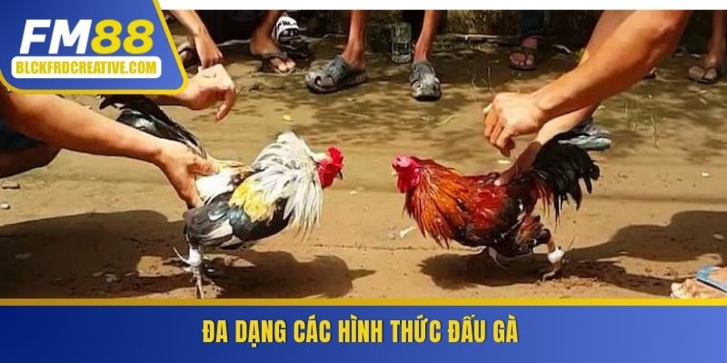 Đa dạng các hình thức đấu gà