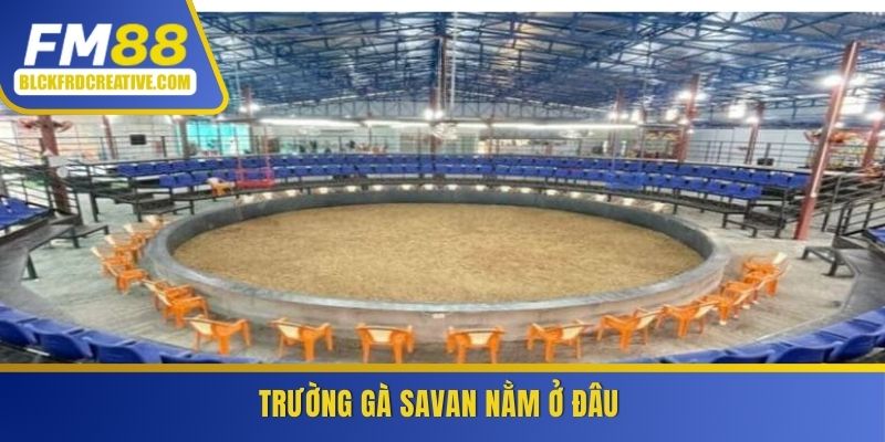 Trường gà Savan nằm ở đâu?
