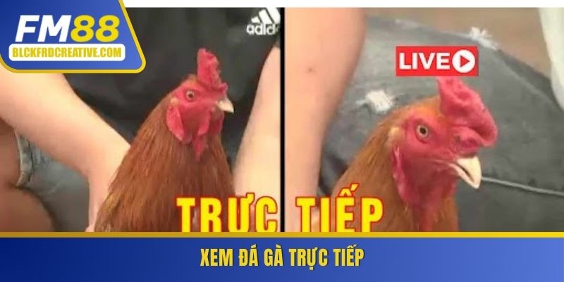 Xem đá gà trực tiếp 